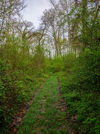 Dans la Forêt de la Laurentière