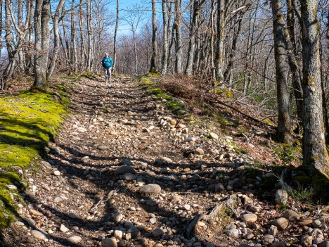 Chemin du Bois de Chavanon, fév. 2020