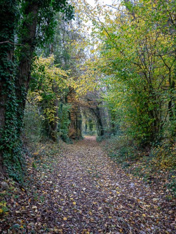 Belle allée dans la Forêt de Tire-Gerbe, nov. 2023