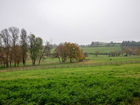 Quelques chevaux dans les prés du Haras de Fuyssieux, nov. 2023