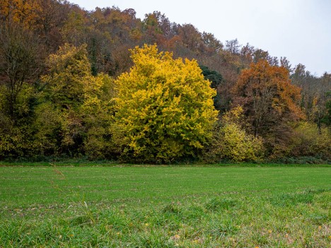 Couleurs d'autome au fil du Ruisseau de l'Étang, nov. 2023