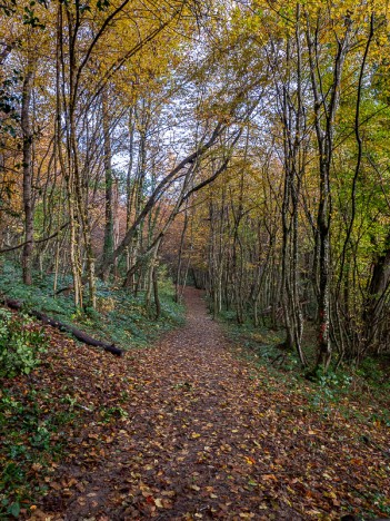 Forêt de Vallin, chemin, nov. 2023