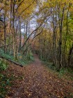 Forêt de Vallin, chemin, nov. 2023