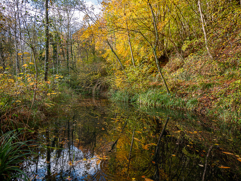 Forêt Mixte : Penser, c'est chercher des clairières dans une forêt