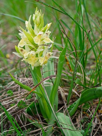Orchis sureau - Dactylorhiza sambucina