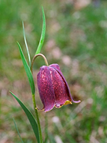 Fritillaire des Pyrénées
