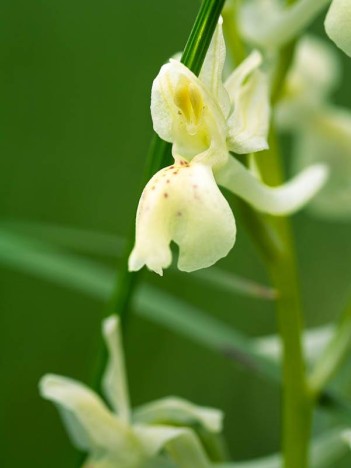 Orchis de Provence