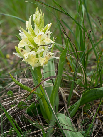 Orchis sureau - Dactylorhiza sambucina