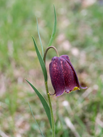 Fritillaire des Pyrénées