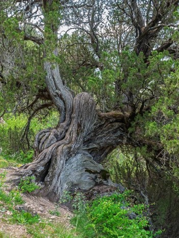Genévrier thurifère