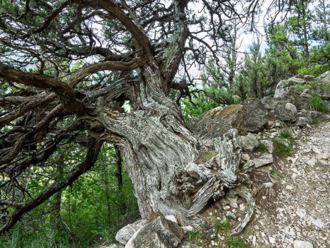 Genévrier thurifère