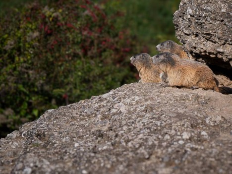 Trois marmottes