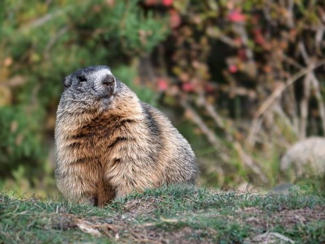 Marmotte