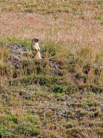 Marmotte