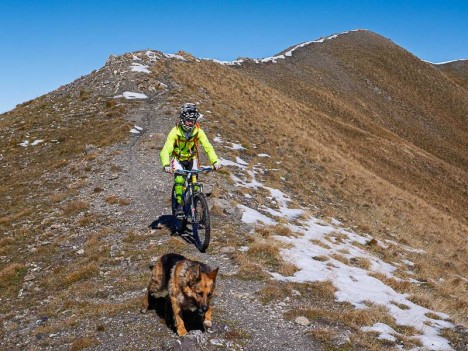 Chien et VTT