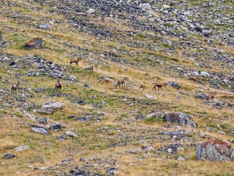 Harde de chamois