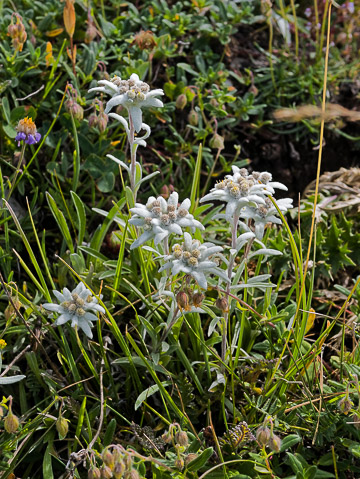 Edelweiss