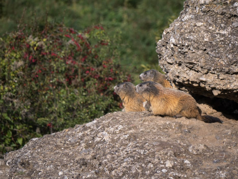 Trois marmottes