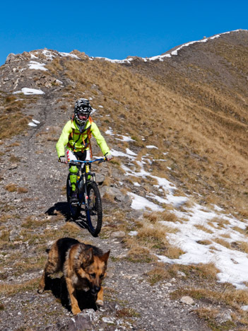 Chien et VTT