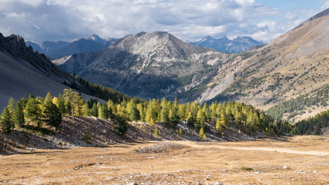 Les mélèzes du Vallon Albert