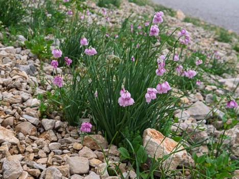 Ail à fleur de Narcisse