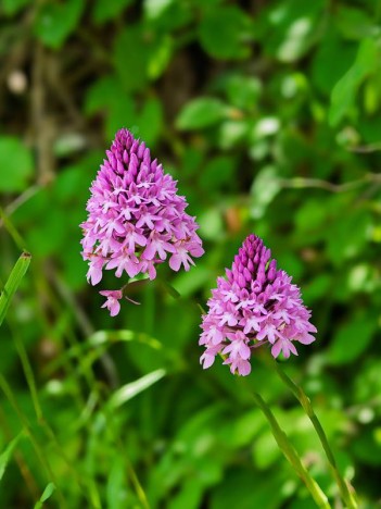 Fleurs d'Orchis pyramidal