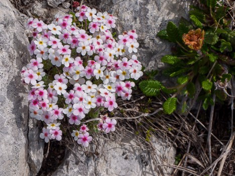Androsace des Alpes