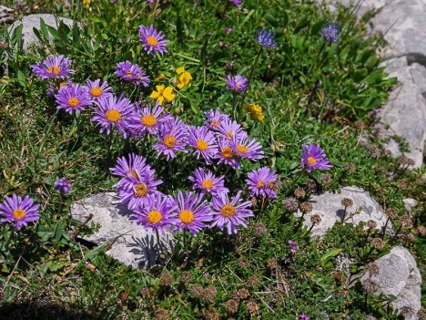 Aster des Alpes