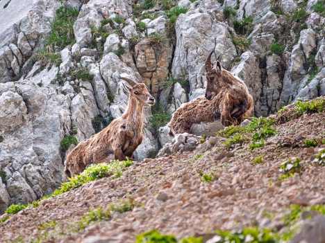 Bouquetins sous le Pas de l'Œille