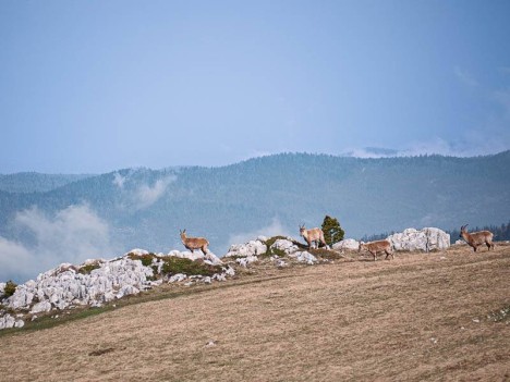Les bouquetins des Aiguillettes - capra-ibex