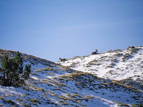Bouquetins au sommet des Rochers de la Balme
