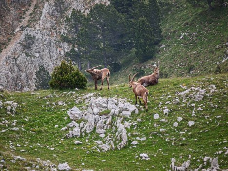 Bouquetins sous les Rohers du Parquet