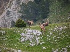 Bouquetins sous les Rohers du Parquet