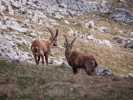 Bouquetins du Sommet de Montaveilla - capra-ibex