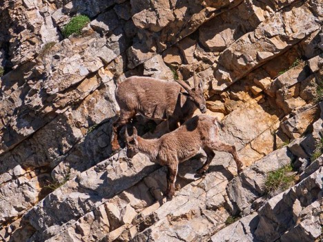 Étagne et son cabri