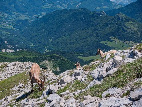 Capra-ibex, étagnes et cabri
