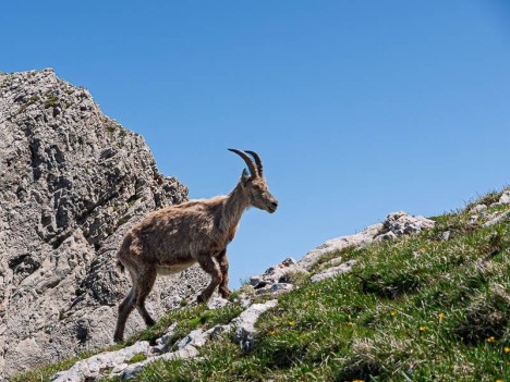 Capra-ibex, étagne solitaire