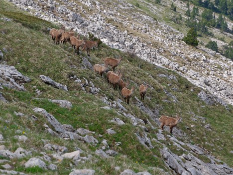 Une famille de bouquetins