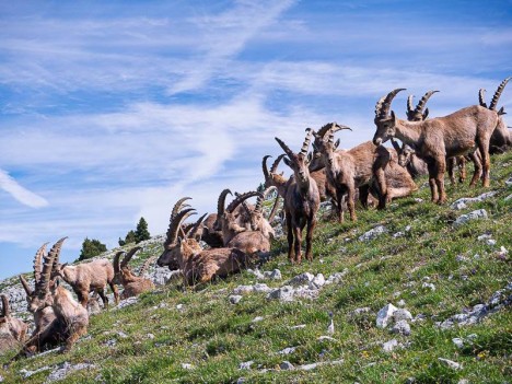 Bouquetins des Alpes