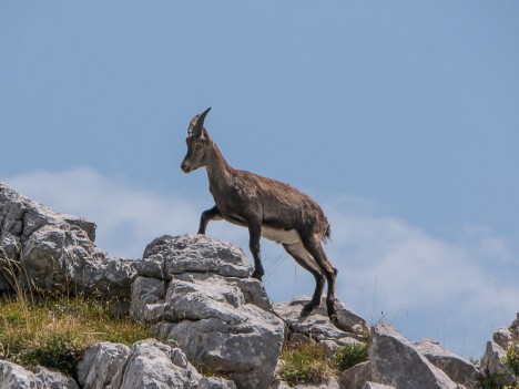 Bouquetin, jeune étagne de profil