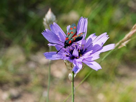 Catananche bleue et Zygène de la filipendule