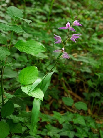 Céphalanthère rouge