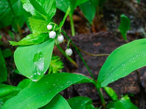 Muguet, Convallaria majalis