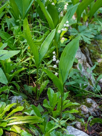 Le muguet du Purgatoire, juil. 2021