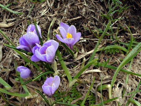 Safran du printemps