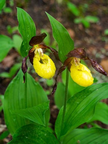 Sabot de vénus, Cypripedium calceolus