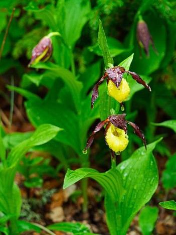Sabot de vénus, Cypripedium calceolus