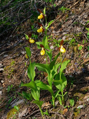 Sabots de Vénus, Cypripedium calceolus