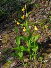 Sabots de Vénus, Cypripedium calceolus