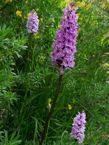 Orchis de fuchs